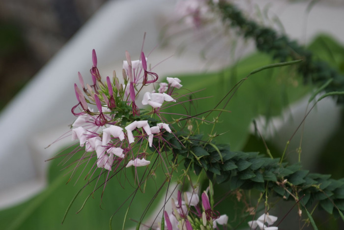 풍접초 - Cleome spinosa