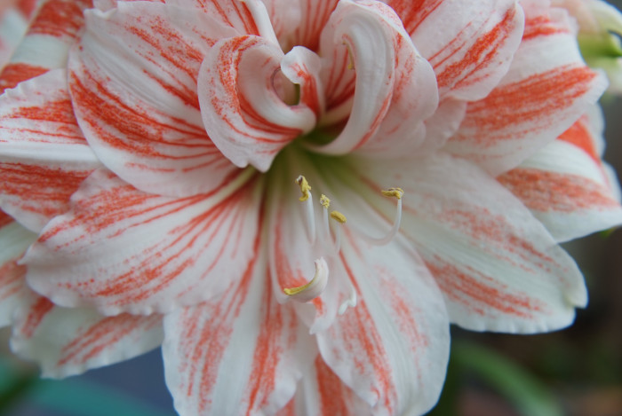 아마릴리스 - amaryllis, Hippeastrum puniceum (Lam.) Voss