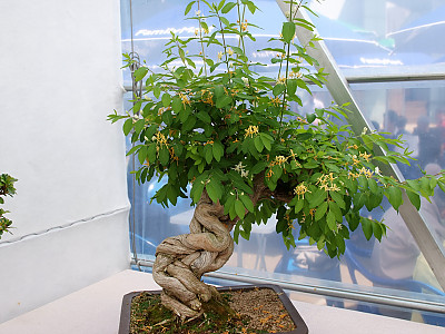 괴불나무 사진 - Lonicera maackii (Rupr.) Maxim. Photos