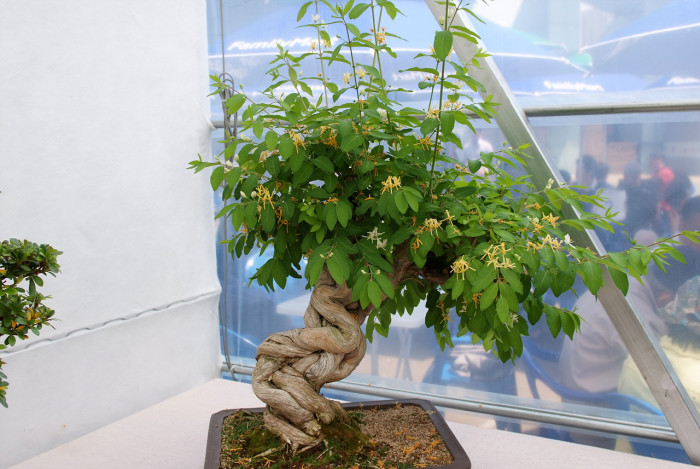 괴불나무 - Lonicera maackii (Rupr.) Maxim.