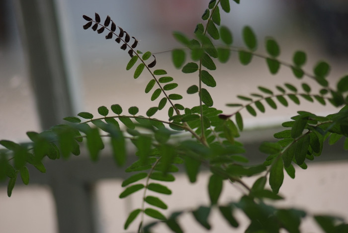 개느삼 - Echinosophora koreensis (Nakai) Nakai