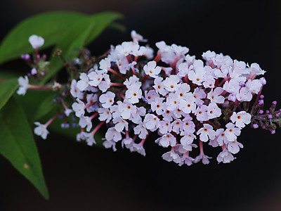 부들레야 사진 - Buddleja davidii Photos