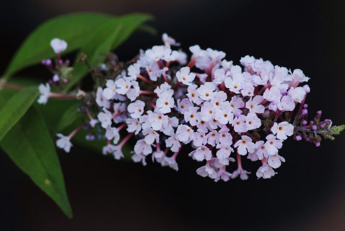 부들레야 - butterfly bush, Buddleja davidii