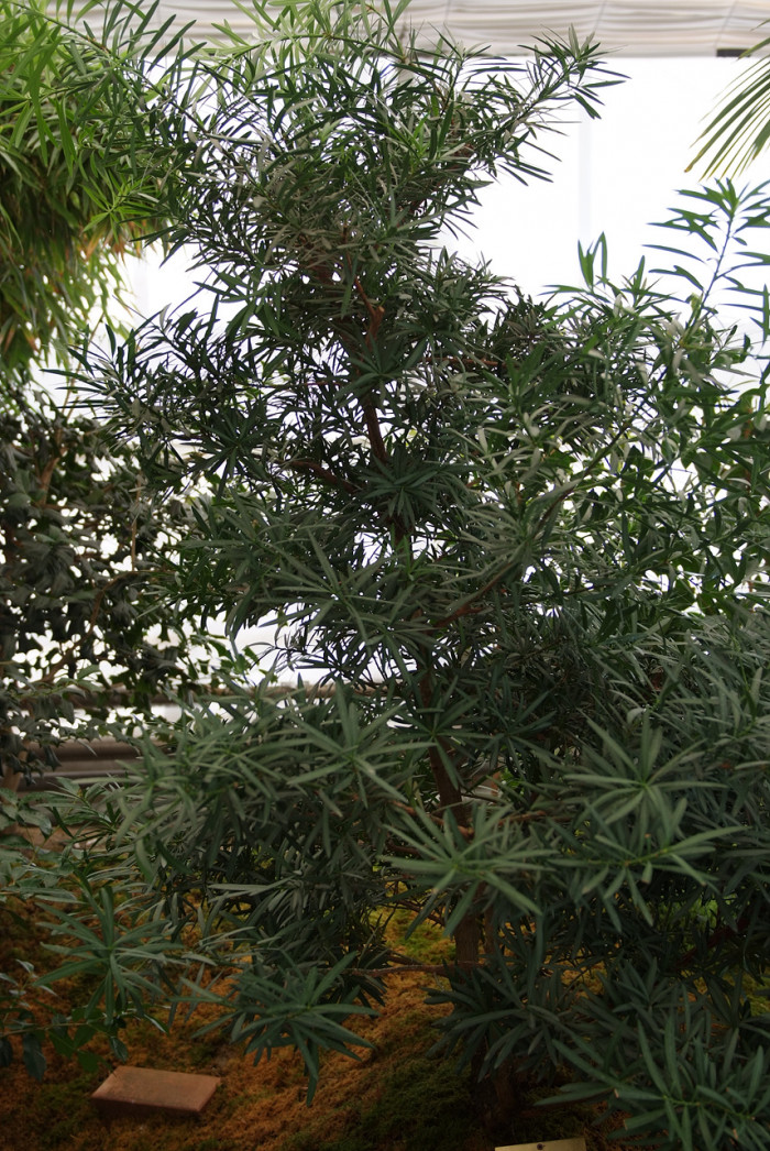 나한송 - Podocarpus macrophyllus (Thunb.) D.Don