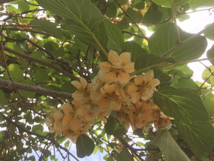 양다래 - Actinidia deliciosa (A. Chev.) C. F. Liang & A. R. Ferguson