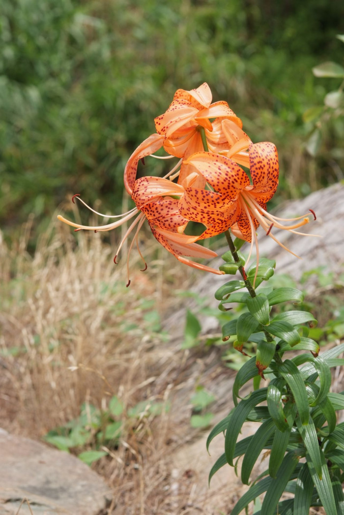 참나리 - Tiger Lily, Lilium tigrinum