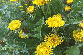 서양민들레 - Taraxacum officinale Weber