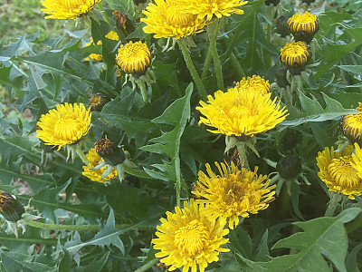 서양민들레 사진 - Taraxacum officinale Weber Photos