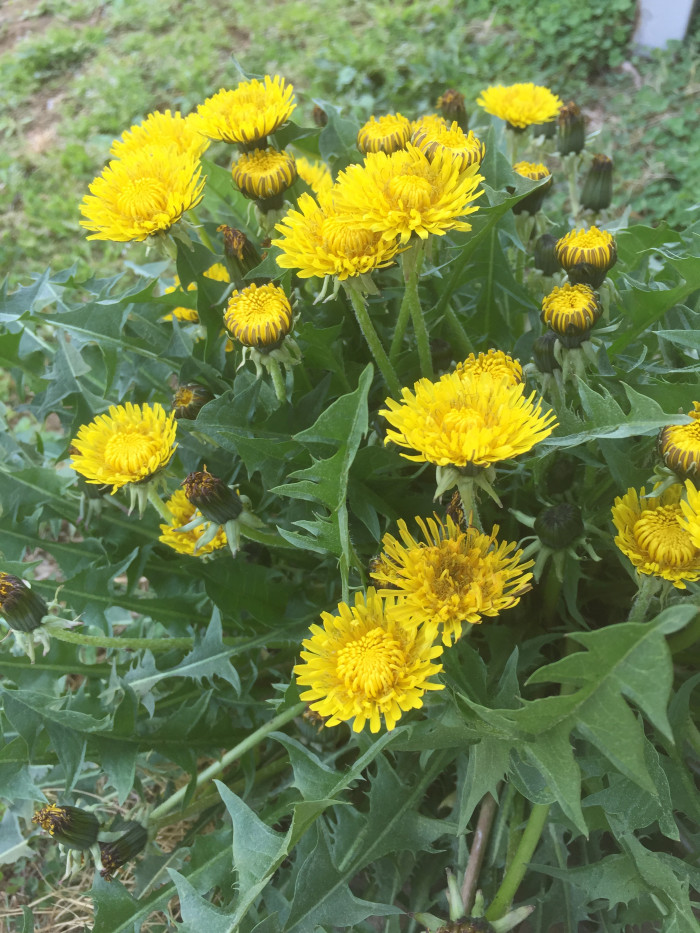 서양민들레 - Dandelion, Taraxacum officinale Weber