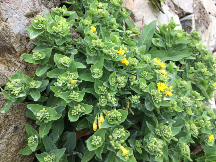 갯고들빼기 - Crepidiastrum lanceolatum (Houtt.) Nakai