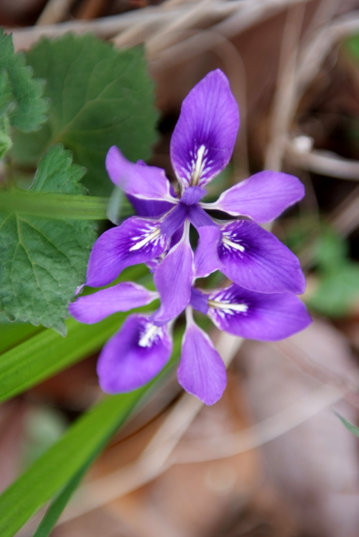 각시붓꽃 - Iris rossii Baker var. rossii