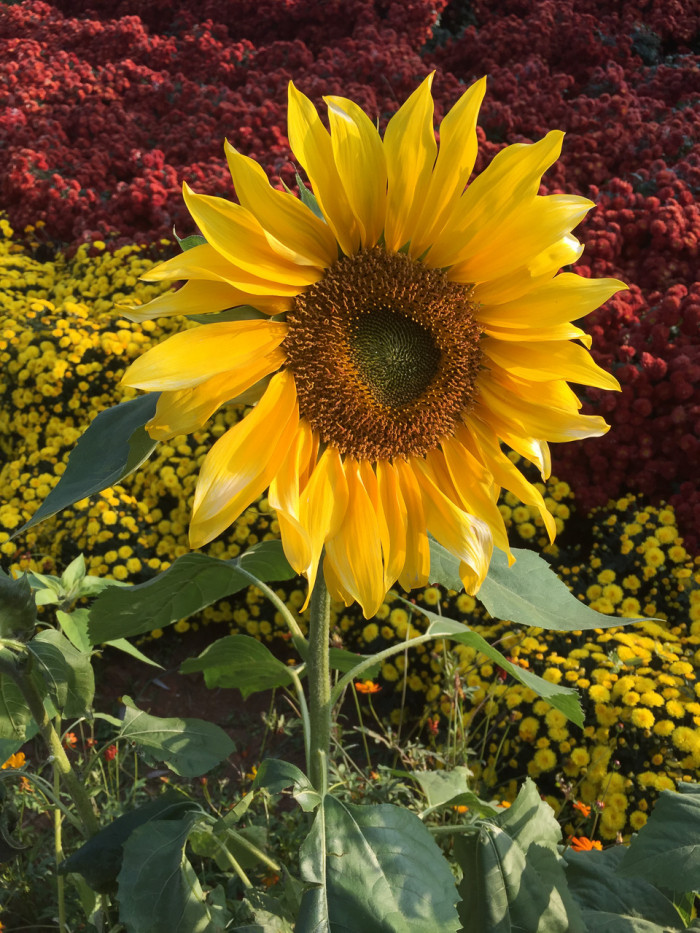 해바라기 - Sunflower, Helianthus annuus