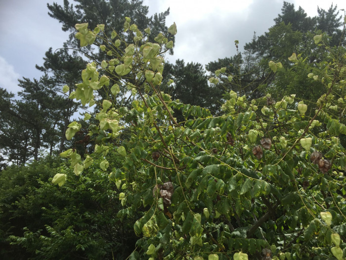 모감주나무 - Koelreuteria paniculata Laxmann