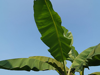 바나나나무 사진 - Musa paradisiaca L. Photos