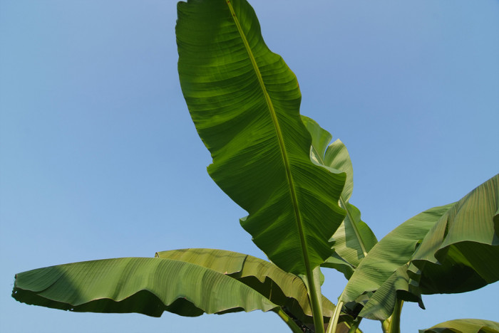 바나나나무 - Banana, Musa paradisiaca L.