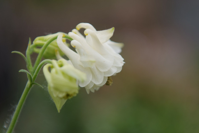매발톱 - columbine, Aquilegia buergeriana Siebold & Zucc. var. oxysepala (Trautv. & C. A. Mey.) Kitam.