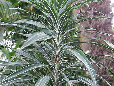 드라세나 바우세이 사진 - Dracaena deremensis  N.E var Photos