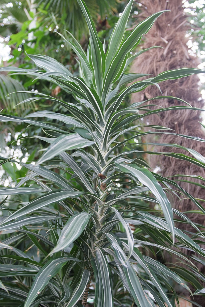 드라세나 바우세이 - Dracaena deremensis  N.E var