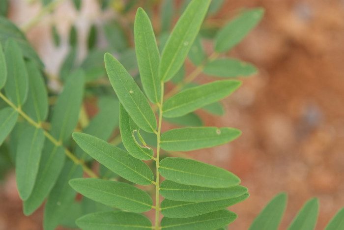 고삼 - Sophora flavescens Solander ex Aiton