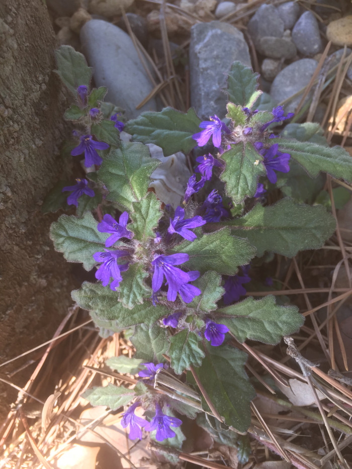 금창초 - Ajuga decumbens Thunb.