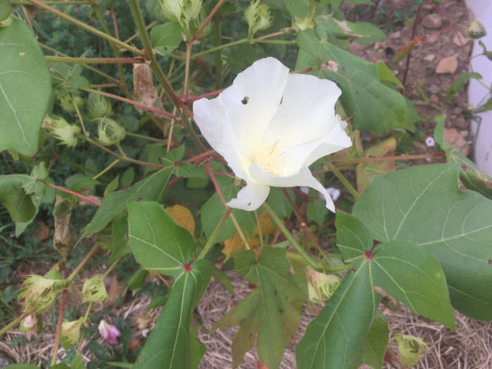 목화 - Gossypium indicum Lam.