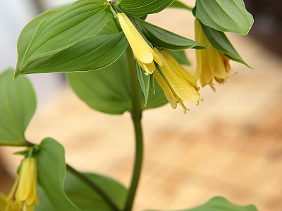윤판나물 사진 - Disporum sessile  Photos