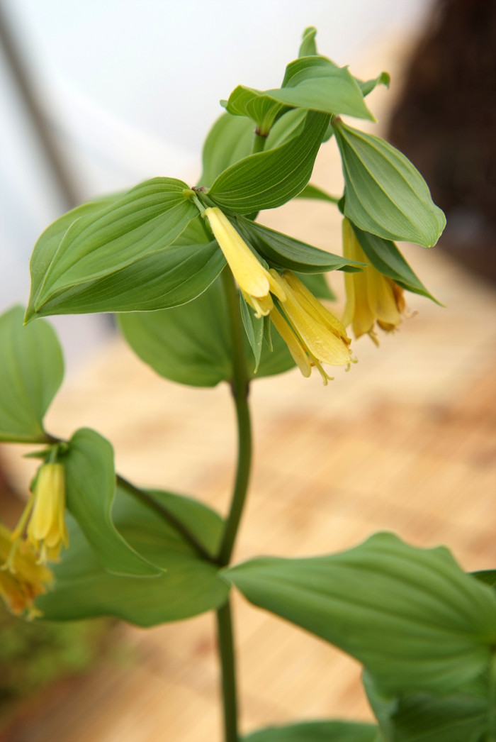 윤판나물 - Disporum sessile 