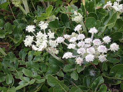갯방풍 사진 - Glehnia littoralis F.Schmidt ex Miq. Photos