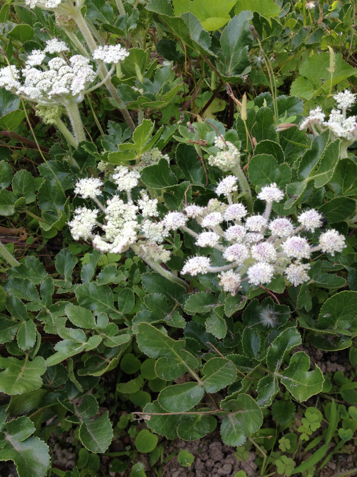 갯방풍 - Glehnia littoralis F.Schmidt ex Miq.