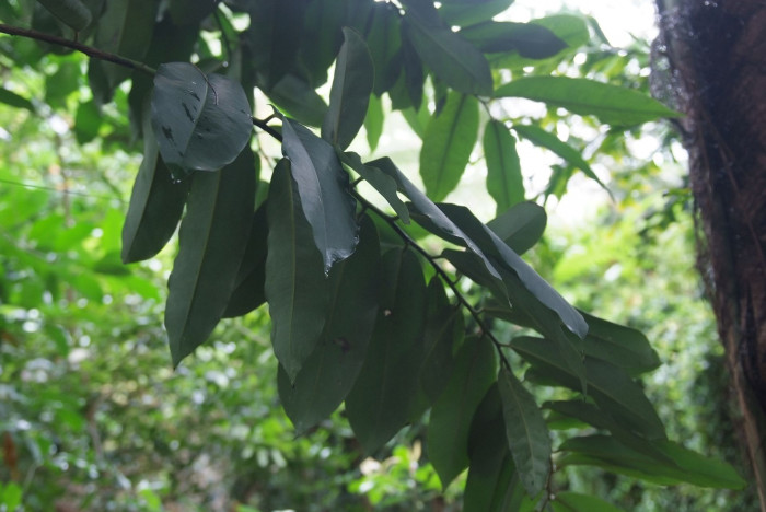 벨벳애플 - Diospyros blancoi