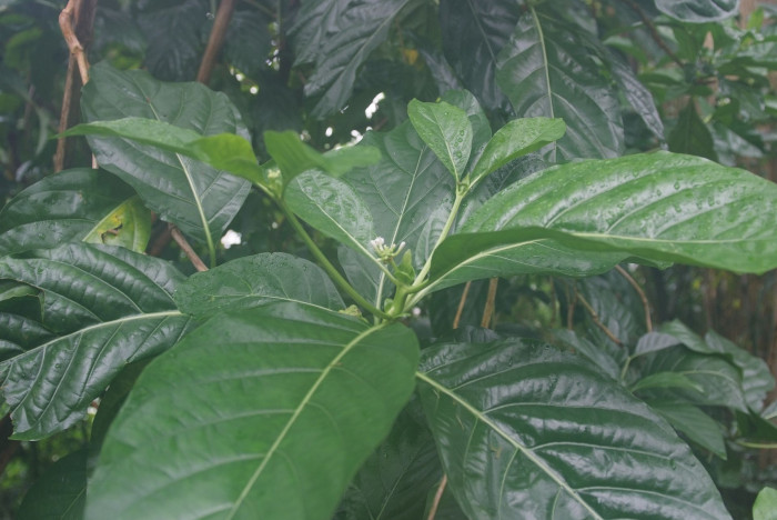노니 - Noni fruit, Morinda citrifolia