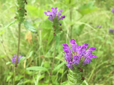 꿀풀 사진 - Prunella vulgaris var. lilacina Photos