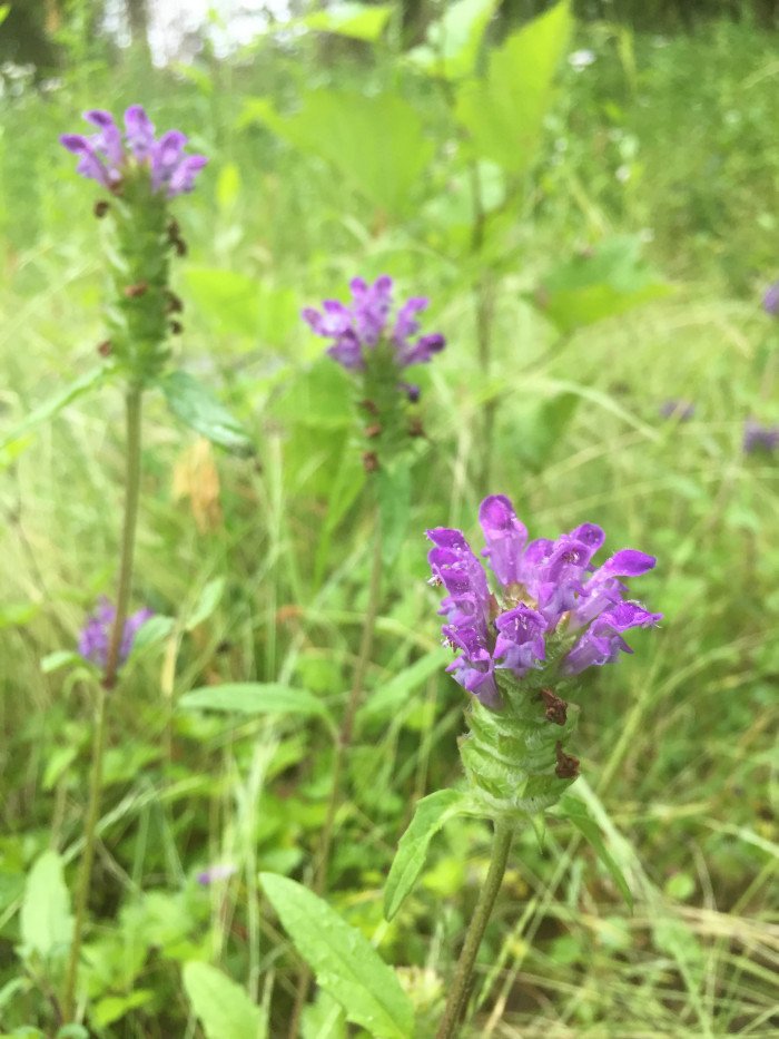 꿀풀 - Prunella vulgaris var. lilacina