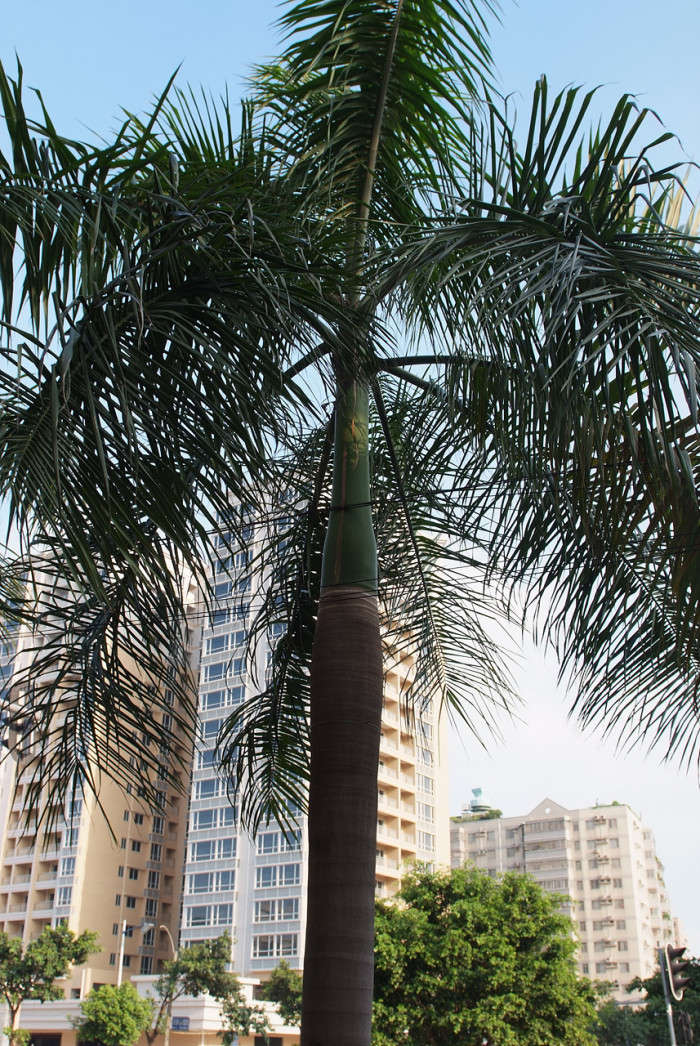 대왕야자 - Cuban royal palm, Florida royal palm, Roystonea regia