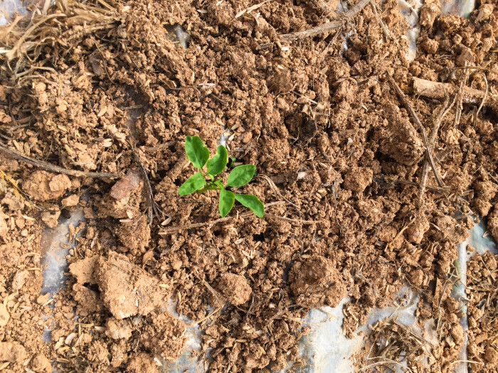 모링가 - Moringa, drumstick tree, Moringa oleifera