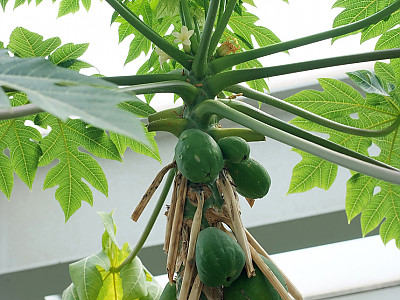 파파야 사진 - Carica papaya Photos