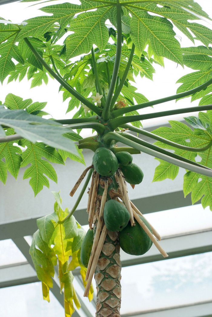 파파야 - Papaya, Carica papaya