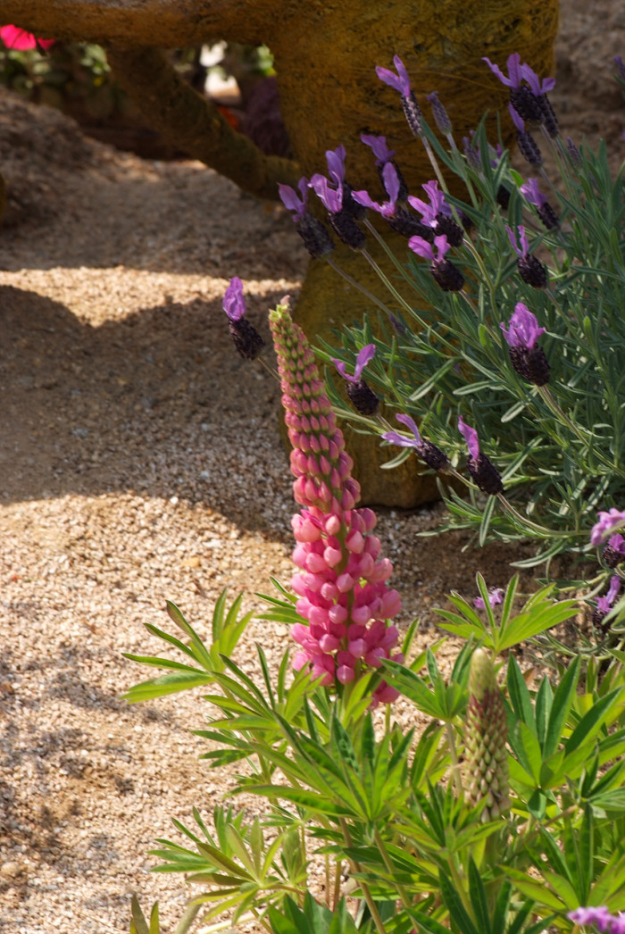 루피너스 - lupine, Lupinus spp