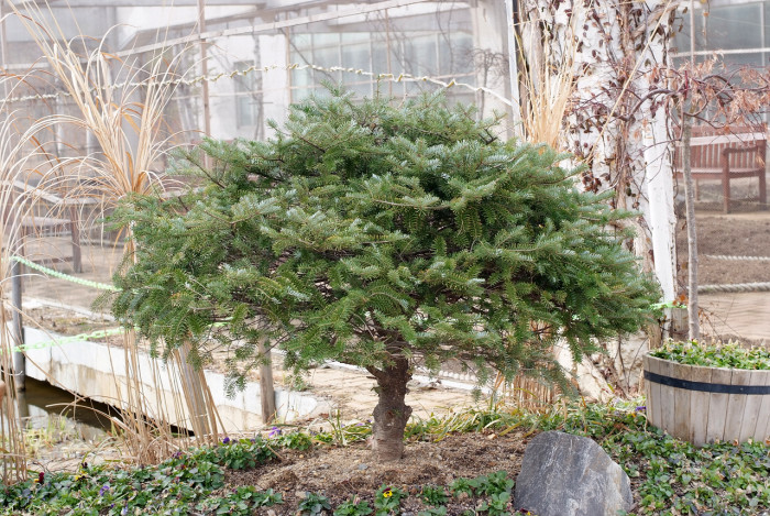 구상나무 - Korean Fir, Abies koreana Wilson