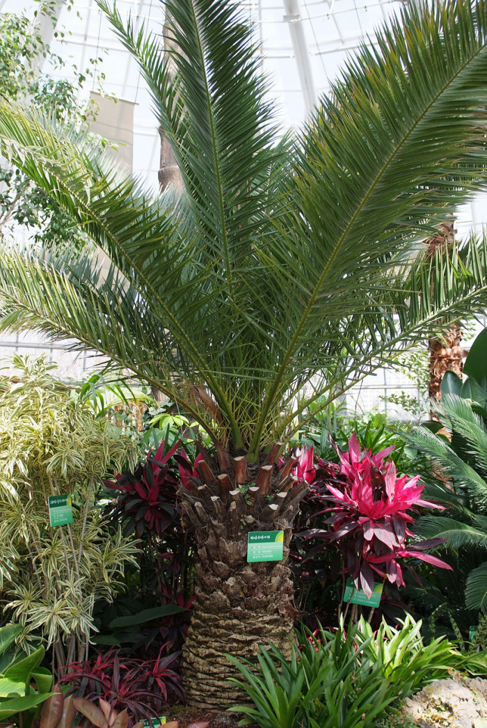 카나리아야자 - Canary Island date palm, Pineapple palm, Phoenix canariensis