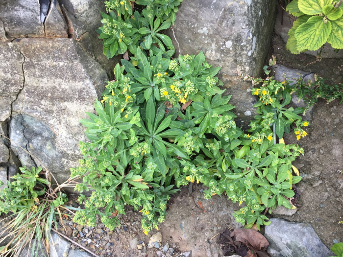 갯고들빼기 - Crepidiastrum lanceolatum (Houtt.) Nakai
