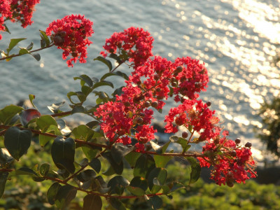 배롱나무 사진 - Lagerstroemia indica Photos