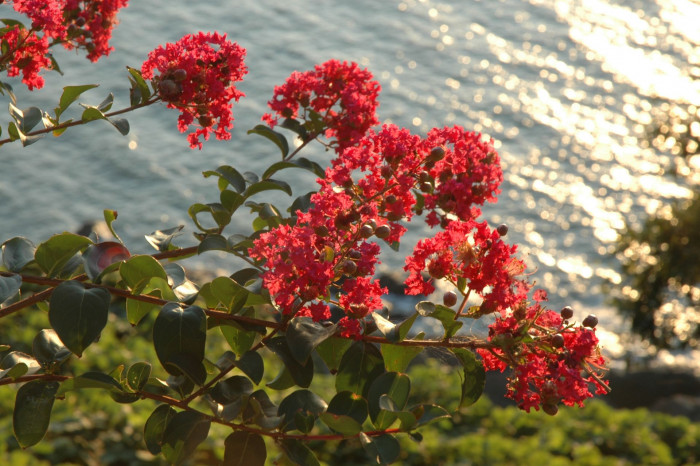 배롱나무 - Crape myrtle, Lagerstroemia indica