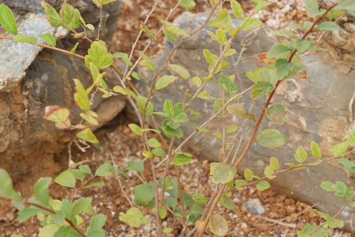 당조팝나무 - Spiraea chinensis Maxim.