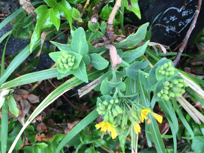 갯고들빼기 - Crepidiastrum lanceolatum (Houtt.) Nakai