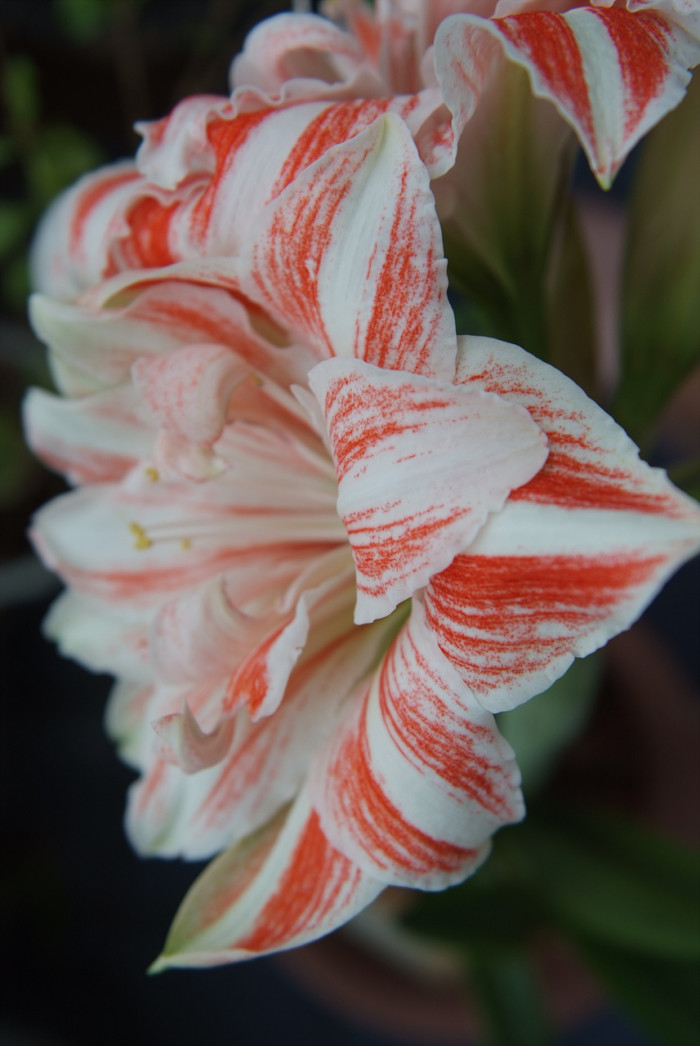 아마릴리스 - amaryllis, Hippeastrum puniceum (Lam.) Voss