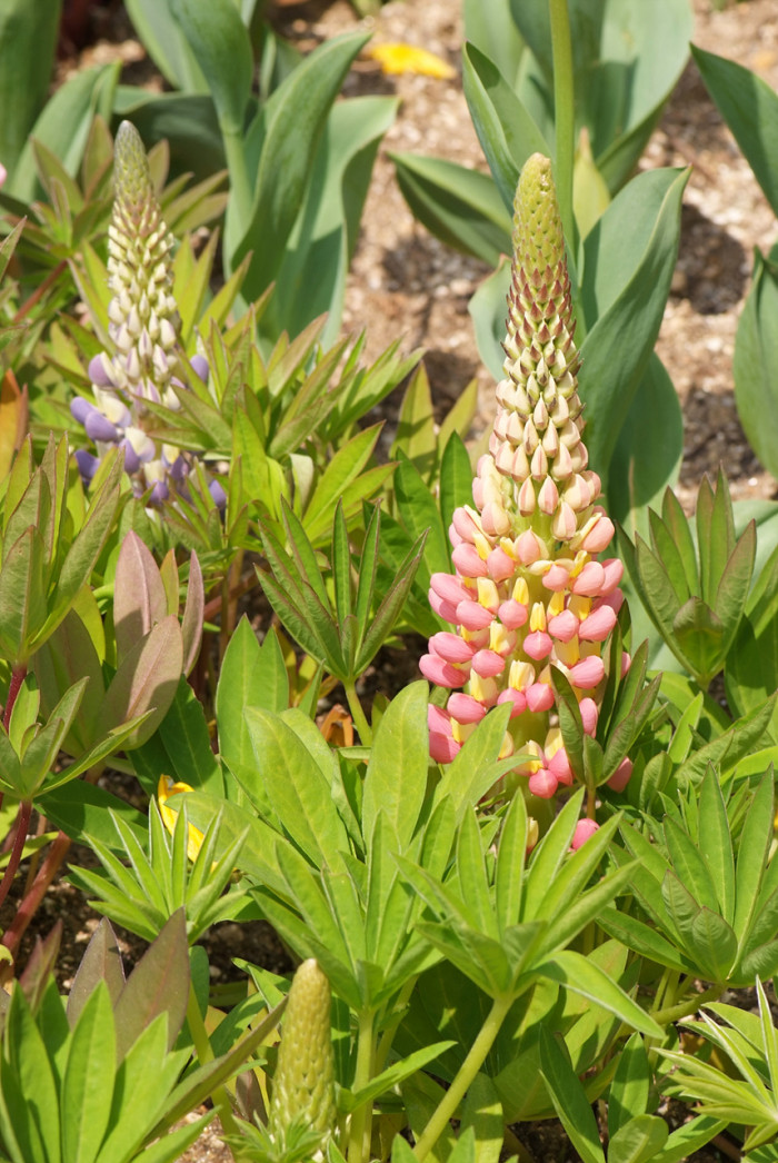 루피너스 - lupine, Lupinus spp