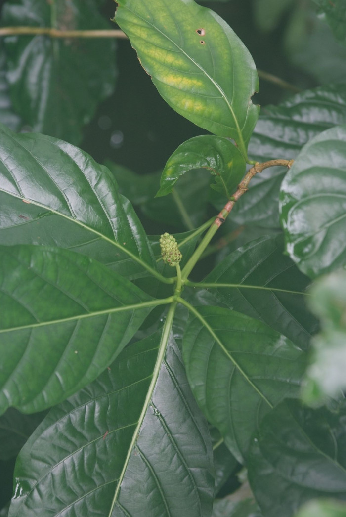 노니 - Noni fruit, Morinda citrifolia