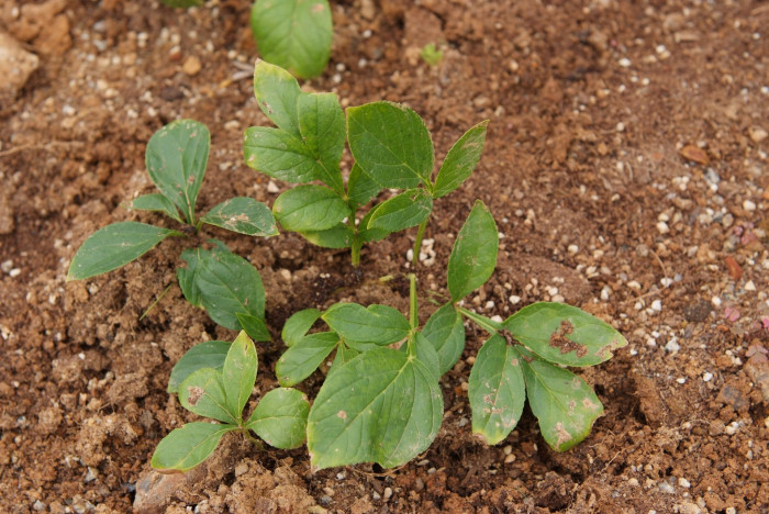 백선 - fraxinella, Dictamnus dasycarpus Turcz.