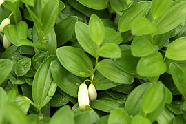 각시둥굴레 - Polygonatum humile Fisch. ex Maxim.